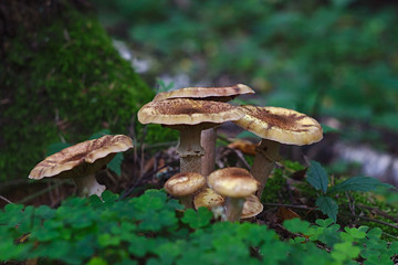a family of mushrooms grew at the foot of the tree