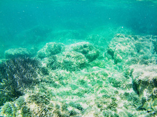 View of the seabed with the typical flora and fauna around Elba Island, Tuscany, Italy.