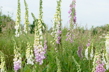 colorful flowering foxglove in in the nature © Caro