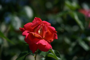 Red blend Flower of Rose 'Condesa de Sastago' in Full Bloom
