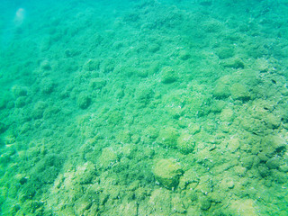 Obraz premium View of the seabed with the typical flora and fauna around Elba Island, Tuscany, Italy.