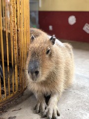 prairie dog eating