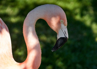 close up of a pink flamingo