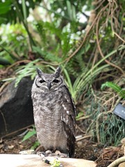 horned owl