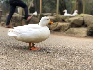 white goose on the beach