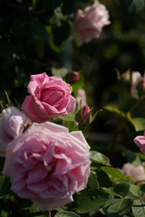 Light Pink Flower of Rose 'Conrad Ferdinand Meyer' in Full Bloom
