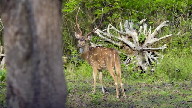 An Indian Spotted deer stag posing for video during safari in Nagarhole Tiger Reserve, Kabini, Karnataka, India