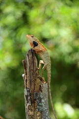 lizard on a tree