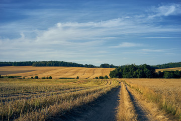 Fototapeta na wymiar A rural road among golden fields during the summer harvest.