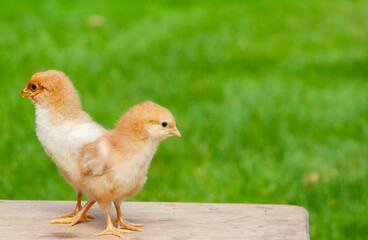 Newborn baby chicken friend. Animal friendship. Small couple chick. Easter natural animal background