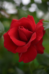 Terry flower of a bright red rose in a country garden close up