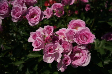 Faint Pink Flower of Rose 'Cotillion' in Full Bloom
