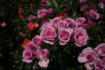 Faint Pink Flower of Rose 'Cotillion' in Full Bloom
