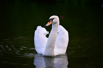 Majestic white swan with raised wings on the dark surface of the city pond
