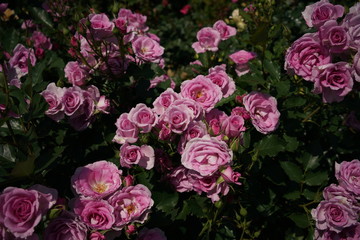 Obraz premium Faint Pink Flower of Rose 'Cotillion' in Full Bloom 