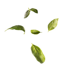 Fototapeta premium Green basil leaves falling from top to bottom isolated on white background close-up. Square shape.
