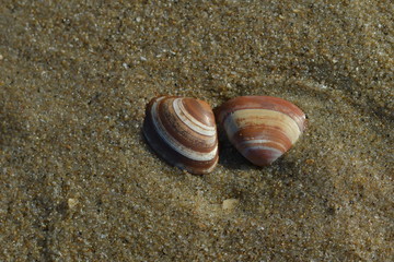 Zwei dunkel rote Muscheln mit weiße Streifen liegen auf dem nassen Meeres Sand und werden von dem Licht der Sonne beleuchtet.