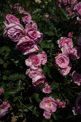 Faint Pink Flower of Rose 'Cotillion' in Full Bloom
