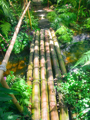 Bamboo bridge