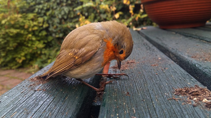 Dizzy robin after flying against a window