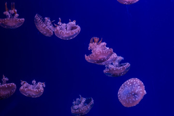 Giant oceanic poisonous jellyfish in ultra blue water.