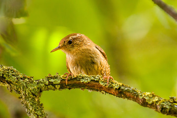 Eurasian wren (Troglodytes troglodytes) on a lichen covered branch, looking down from a tree
