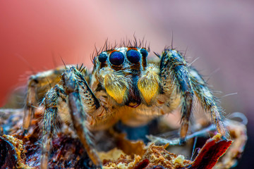 Close up  beautiful jumping spider  
