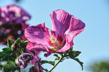 Hibiskusrosa2 © Susanne
