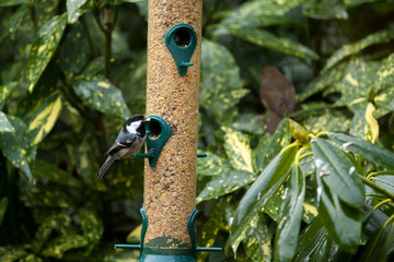 Coal tit on a silo bird feeder filled with seeds