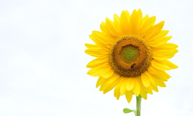 Obraz premium Blühende Sonnenblumen isoliert vor hellen Hintergrund