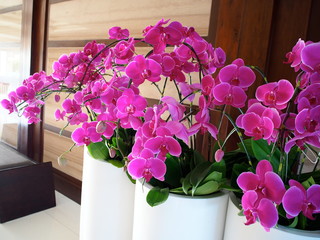 南国リゾート　花