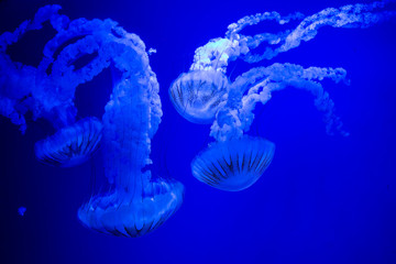 jellyfish in the aquarium