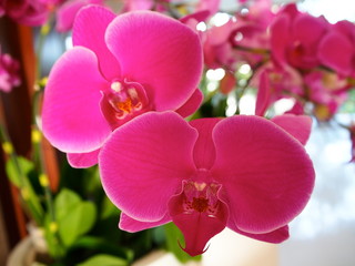 南国リゾート　花