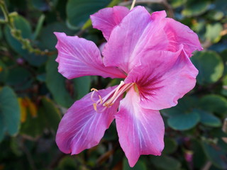 南国リゾート　花