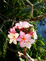 南国リゾート　花