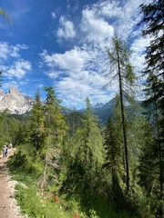 forest in the mountains