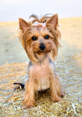 Small dog Yorkshire Terrier sitting on hay roll in summer day.