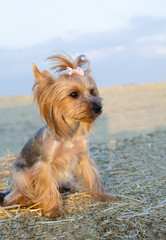 Small dog Yorkshire Terrier sitting on hay roll in summer day.