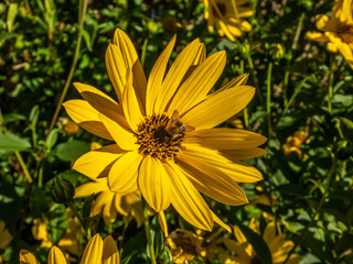 bee collection pollen from a perennial sunflower