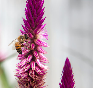 Avispa  roja gigante y abeja en jardin de flores