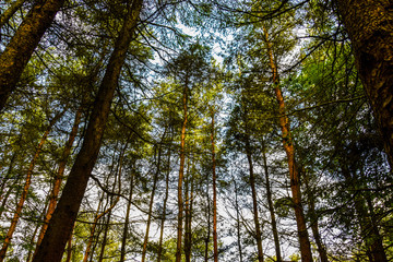 Trees in the Forest