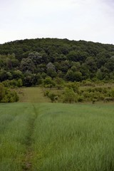 Fototapeta premium meadow cultivated with wheat and corn at the edge of the forest