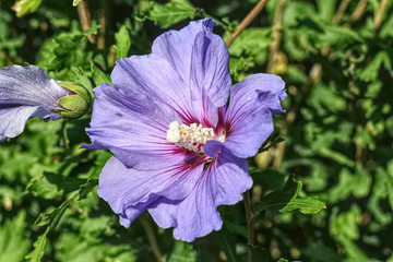 Hibiskus lila