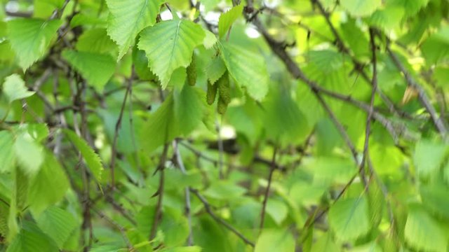 young birch branch with leaves and earrings