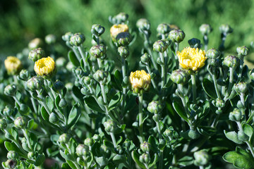 yellow tulips in the garden