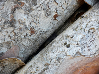 Legno