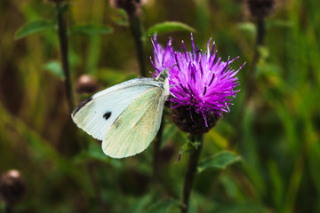 Butterfly on a Thistle 