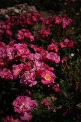 Light Pink Flower of Rose 'County Fair' in Full Bloom
