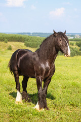 A beautiful brown horse with a long mane in the pasture at a horse farm. Portrait of a horse against nature background. Horse breeding, animal husbandry