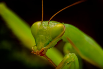 Close up of pair of Beautiful European mantis ( Mantis religiosa )